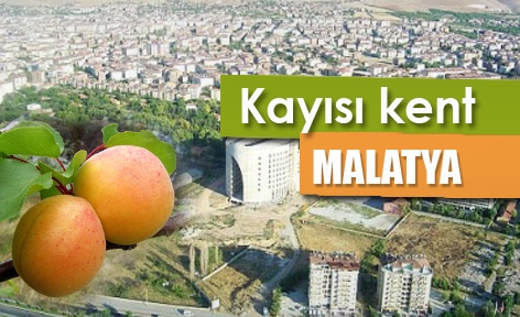 malatya-saç-ekimi